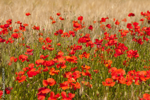 Red poppies in the grain fields