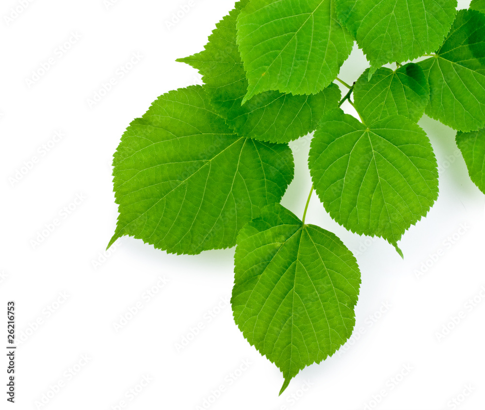 Fototapeta premium Green branch