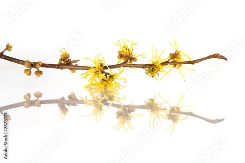 Hamamelis spec. | Zaubernuss <blühender Ast>