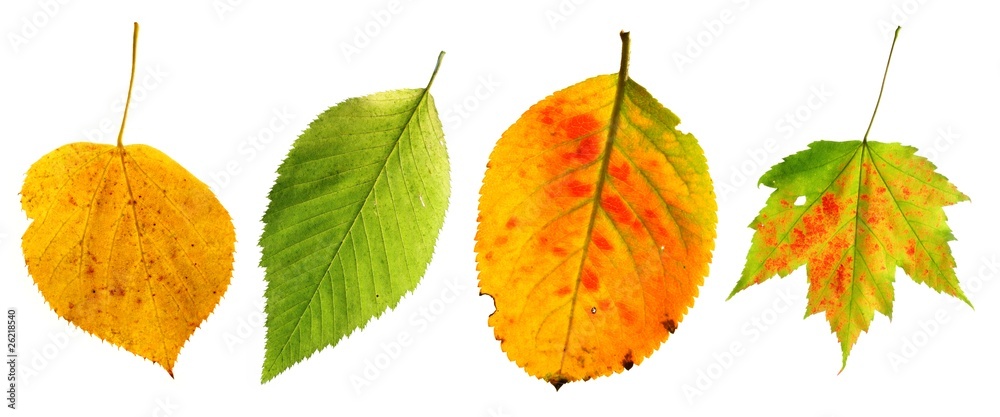 set of autumn leaves 10sep26_17_set_4