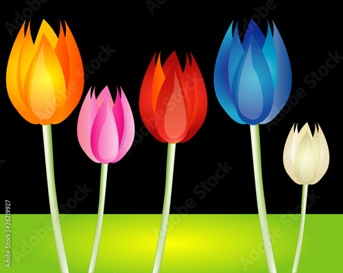 colorful tulips on the black background