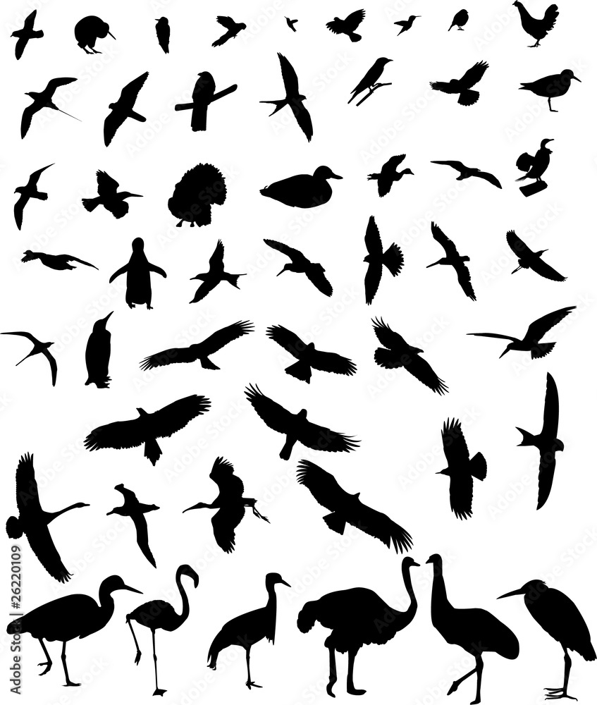 birds silhouette collection vector birds silhouette collection vector