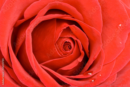 Red rose background