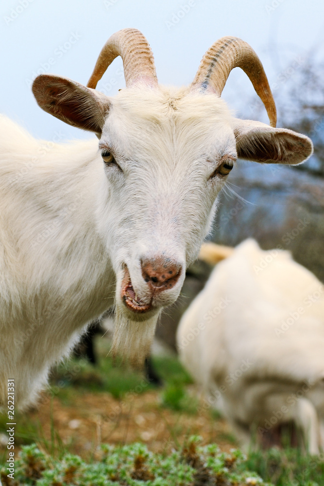 Goat with smirk