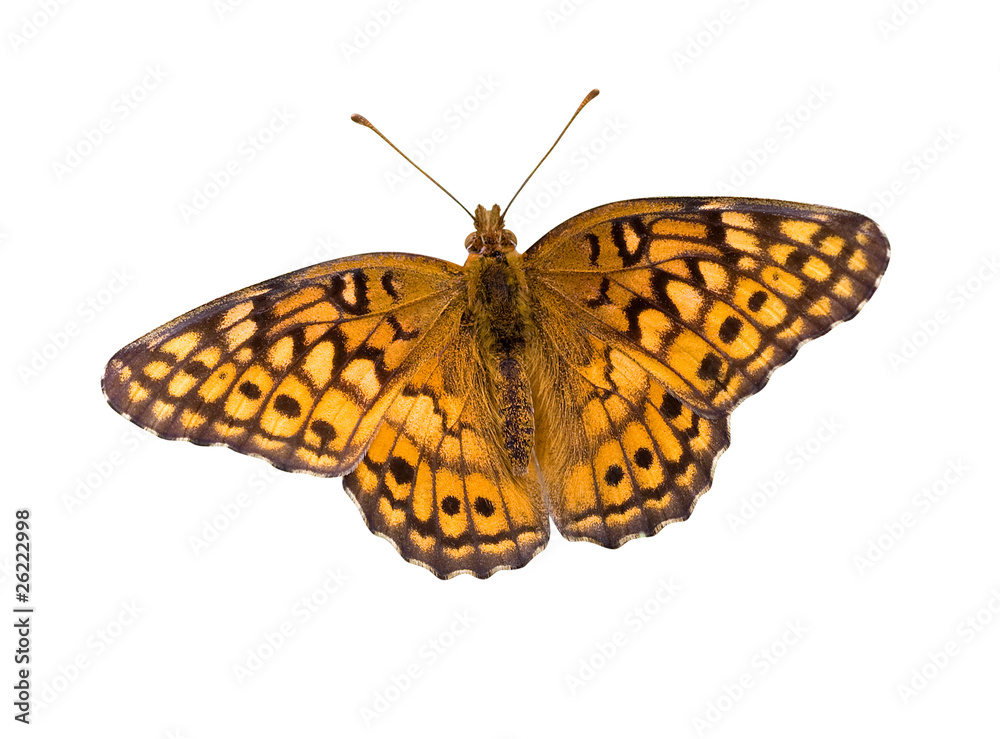 Naklejka premium Butterfly with Clipping Path