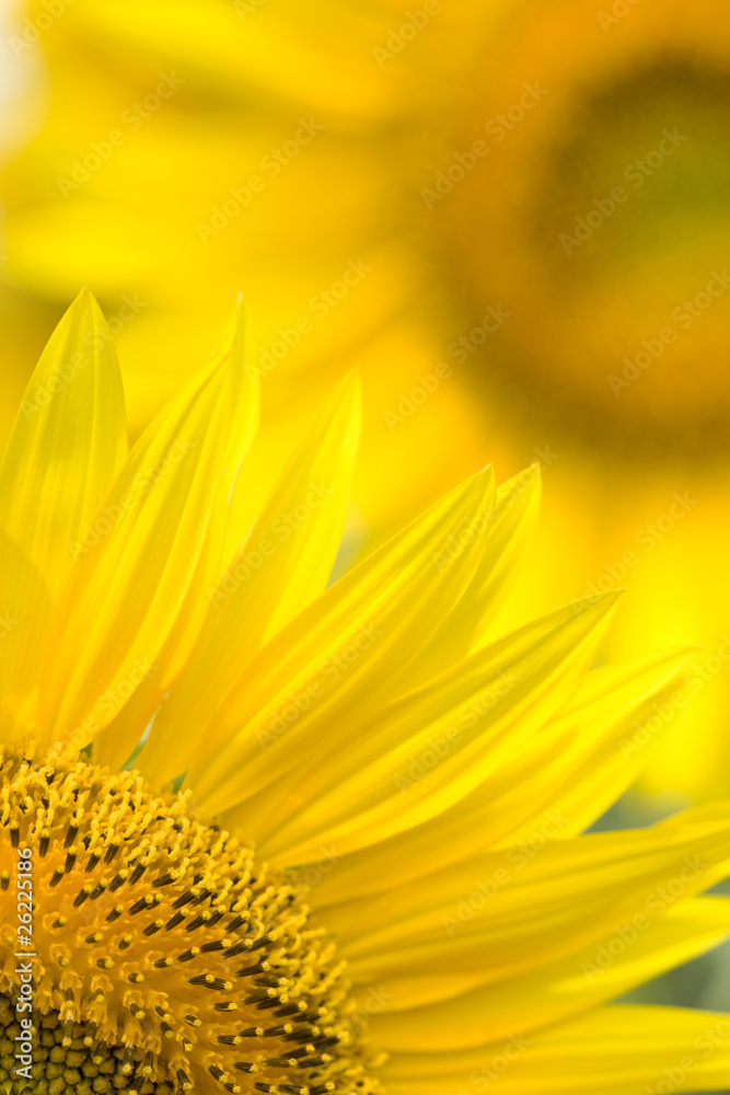 ヒマワリの花 ヒマワリの花