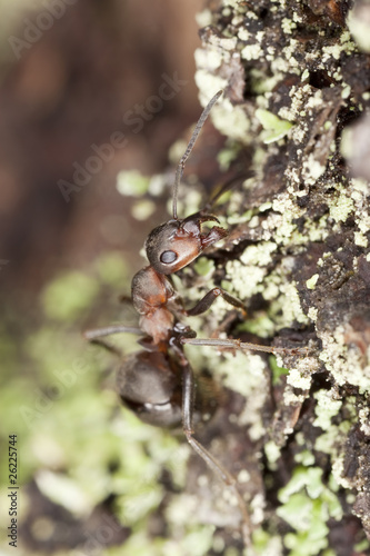 Southern wood ant (Formica rufa) Macro photo. © Henrik Larsson