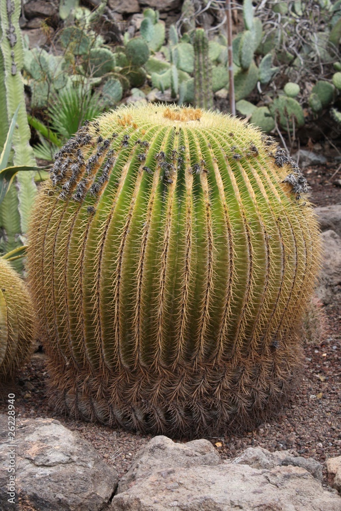 Kaktus Schwiegermutter auf Gran Canaria Kaktus Schwiegermutter auf Gran Canaria
