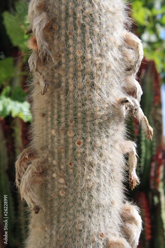 Kaktus cleistocactus hyalacanthus auf Gran Canaria photo