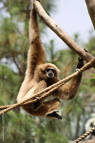 Gibbon im Palmitos-Park auf Gran Canaria