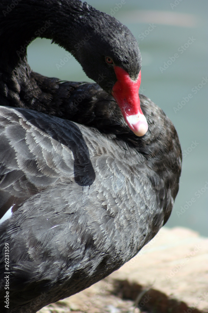 Fototapeta premium Black Swan