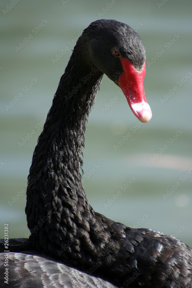 Fototapeta premium Black Swan
