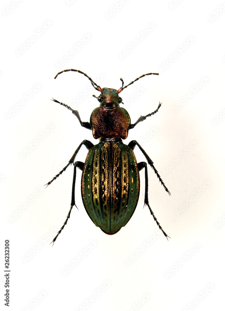Carabus ullrichii Carabus ullrichii