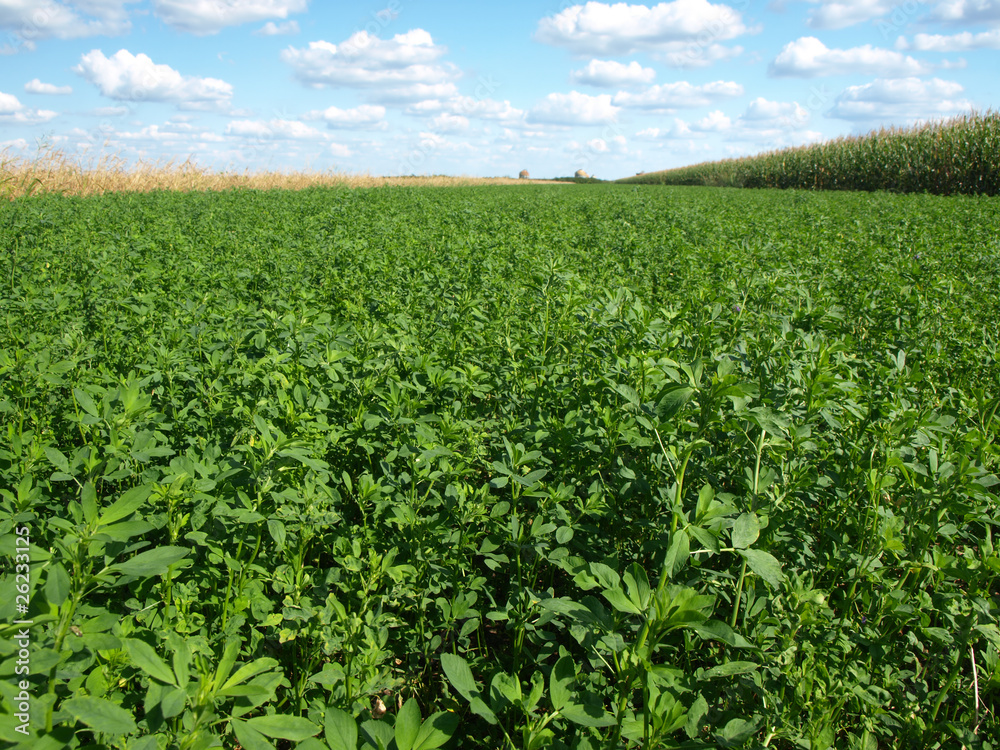 In clover field under blue skies