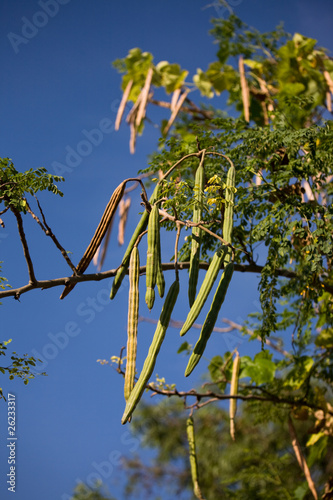 Moringa Tree
