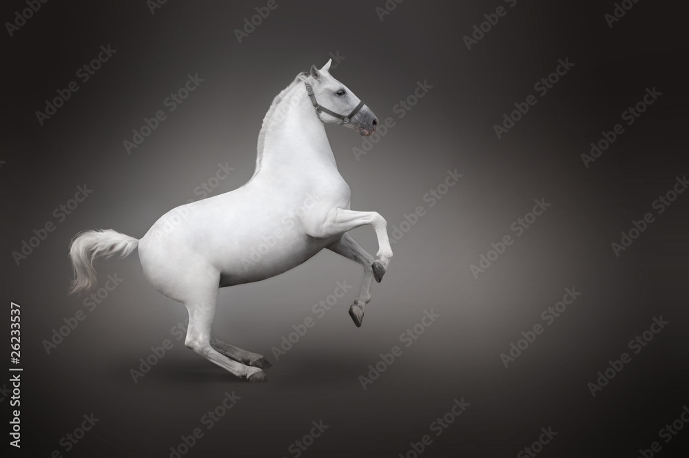 White horse rearing isolated - side view