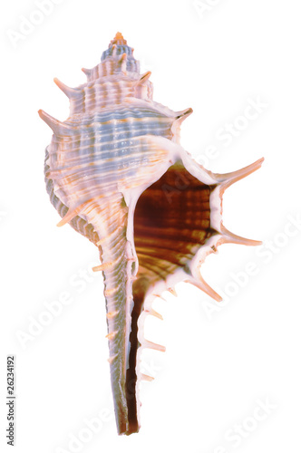 Old seashell