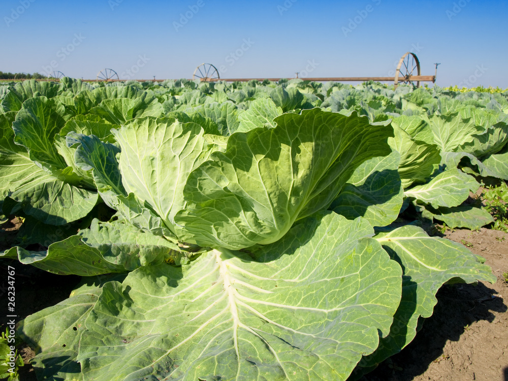 Naklejka premium vegetable