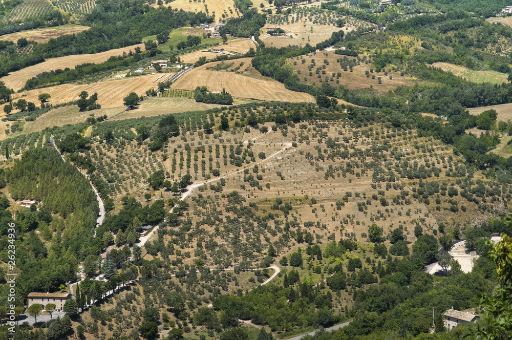 Landscape of agricultural field.