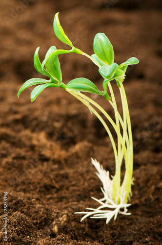 Green seedling illustrating concept of new life