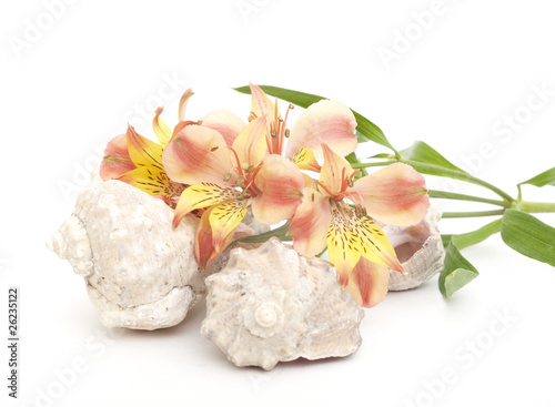 Seashell and flovers on a white background