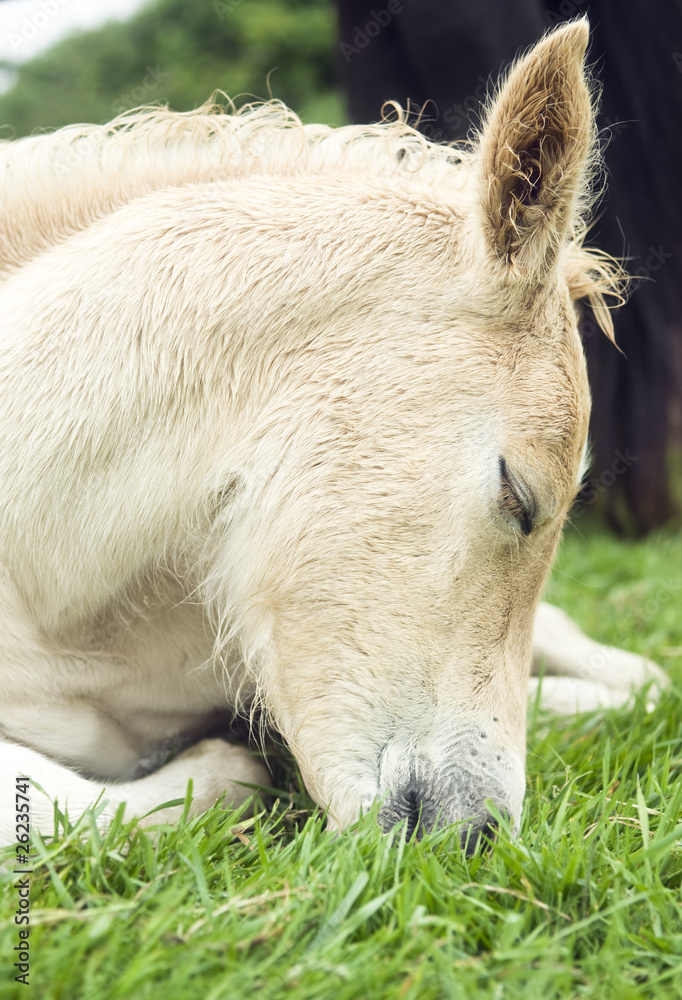 beautiful foal sleeping on the grass beautiful foal sleeping on the grass