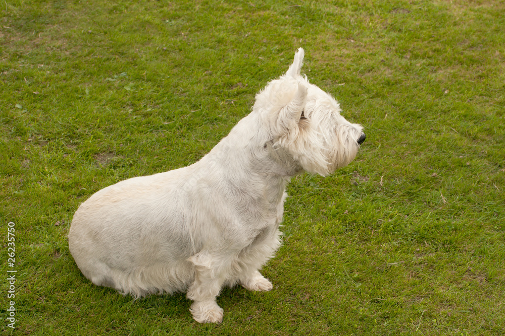 small white terrier practising obedience small white terrier practising obedience