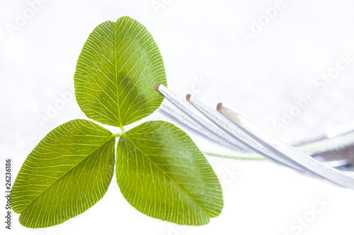 dieta saludable, vegetales