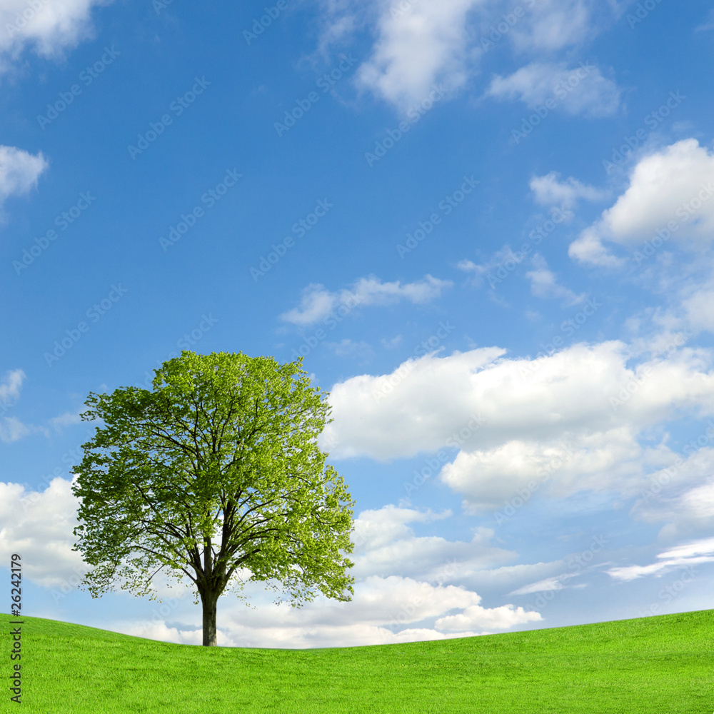 Obraz premium beautiful spring landscape