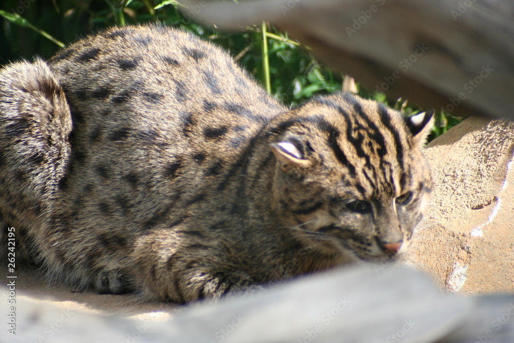 Obraz premium Chat Viverrin