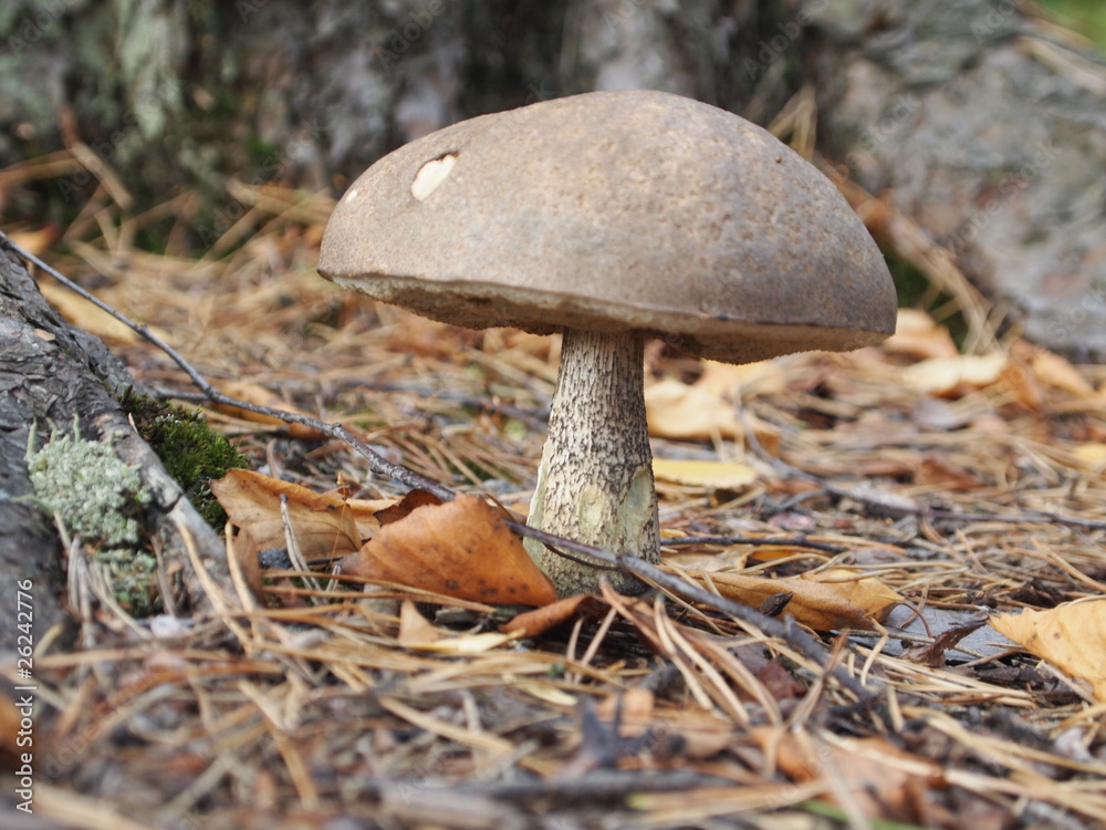 Fototapeta premium Fungus