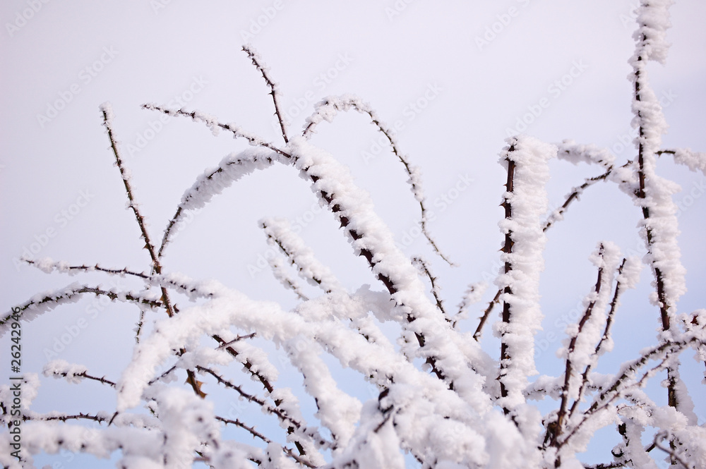 Obraz premium Winter scene