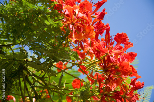 The tree with big red flowers