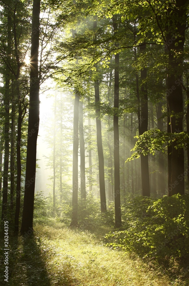 Bright light falling into the misty forest at dawn Bright light falling into the misty forest at dawn