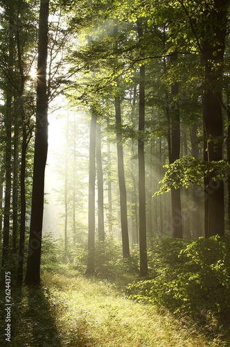 Fototapeta Naklejka Na Ścianę i Meble -  Bright light falling into the misty forest at dawn