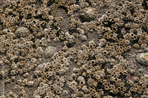 Photography barnacles on rock