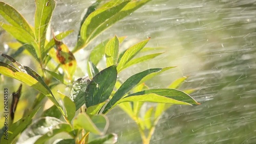 Rain shower for plants