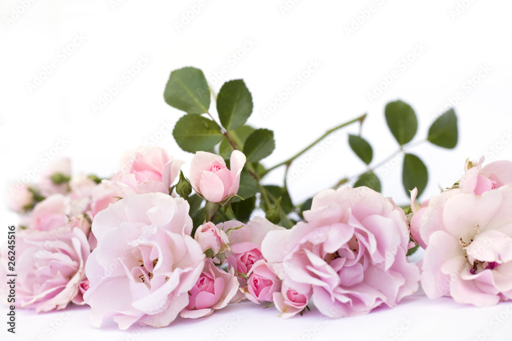 roses