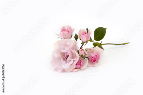 Obraz na płótnie Rose w salonie