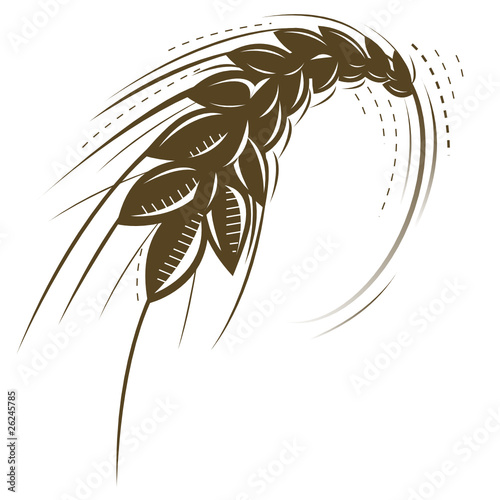 wheat isolated