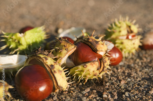 burst chestnuts