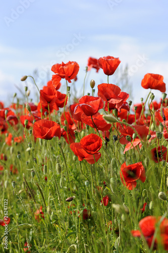 Fototapeta Naklejka Na Ścianę i Meble -  Poppies in barley field
