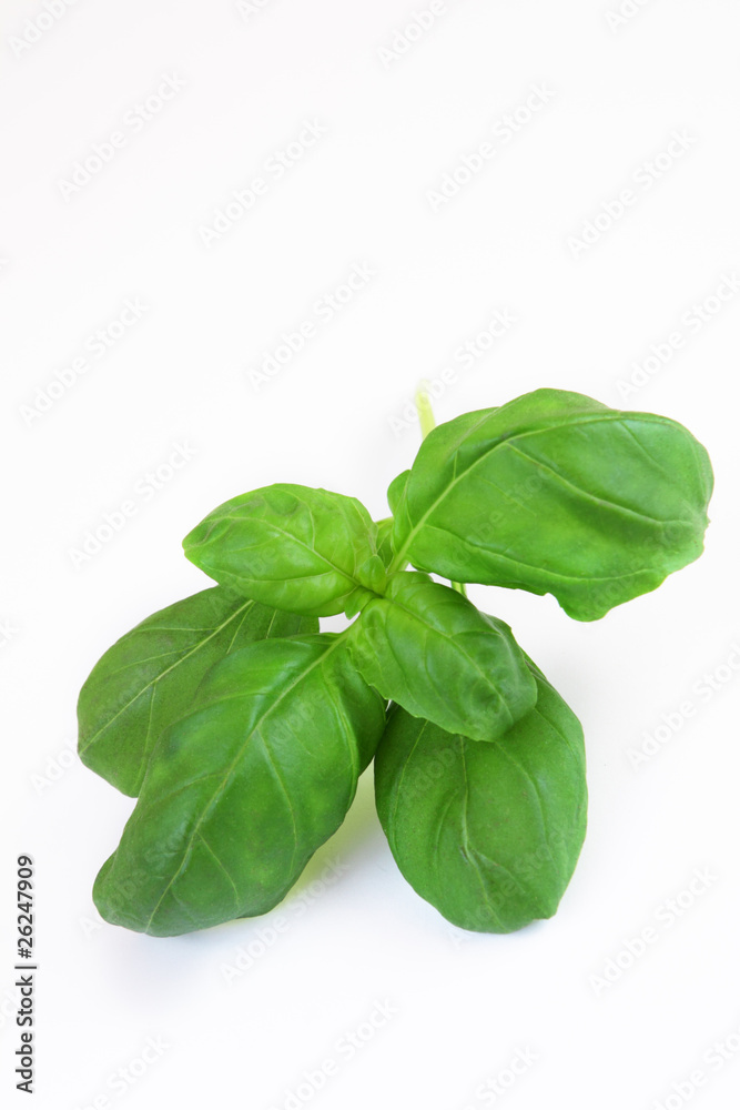 basil on white background basil on white background