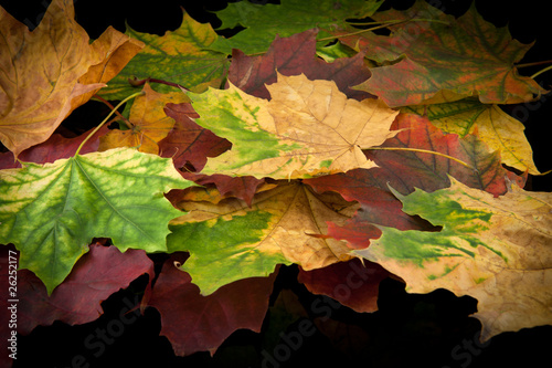 Autumn leafs on black background