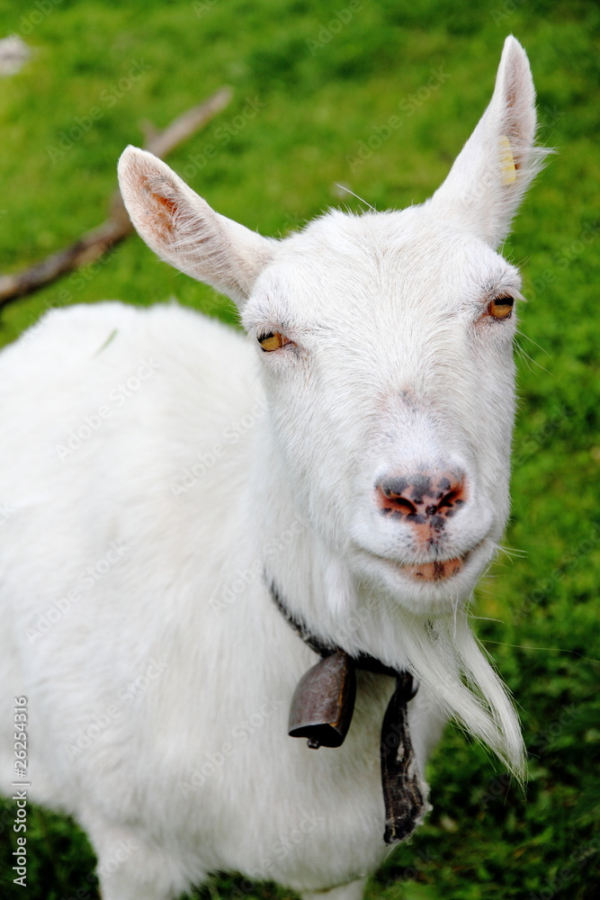 Fototapeta premium close up of white goat