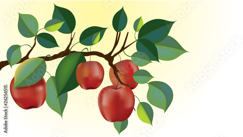 red delicious apple branch vector
