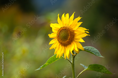 Fototapeta Naklejka Na Ścianę i Meble -  Sonnenblume Helianthus annuus auf Feld im Sommer