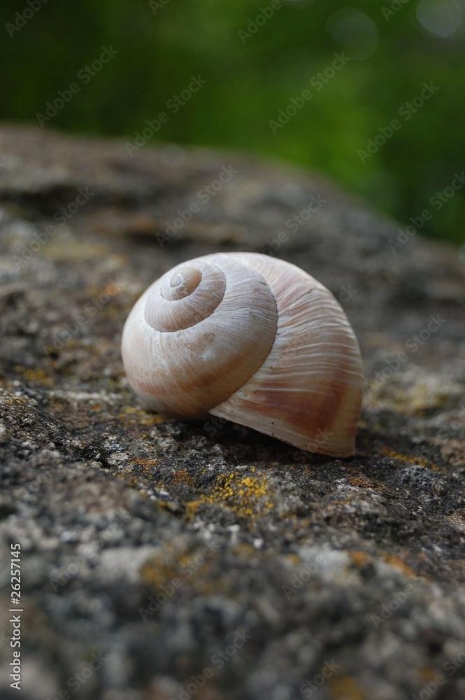 Shell Shell