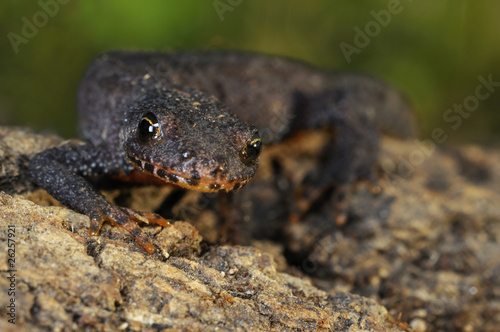 Alpine Newt - Tritone alpestre © Nicola Destefano