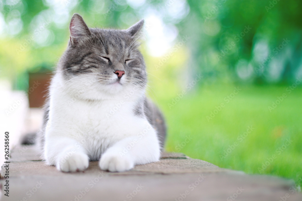 Cute cat enjoying his life outdoors. Cute cat enjoying his life outdoors.